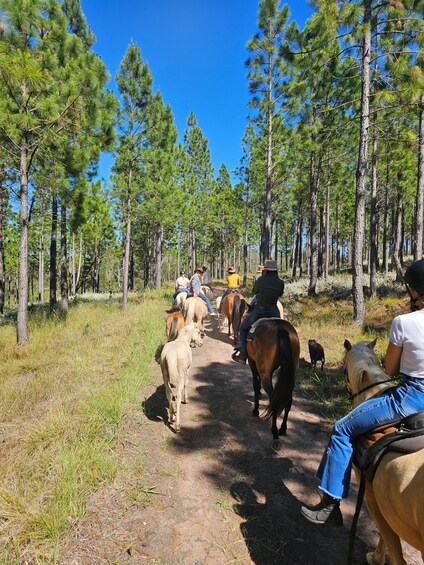 A group of people riding horses along a forest trail. 2