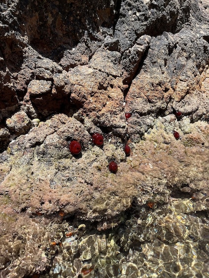 Picture 9 for Activity Cabo de Gata: Kayak and Snorkel + Salinas and Flamencos | Full Sightseeing Tour 3