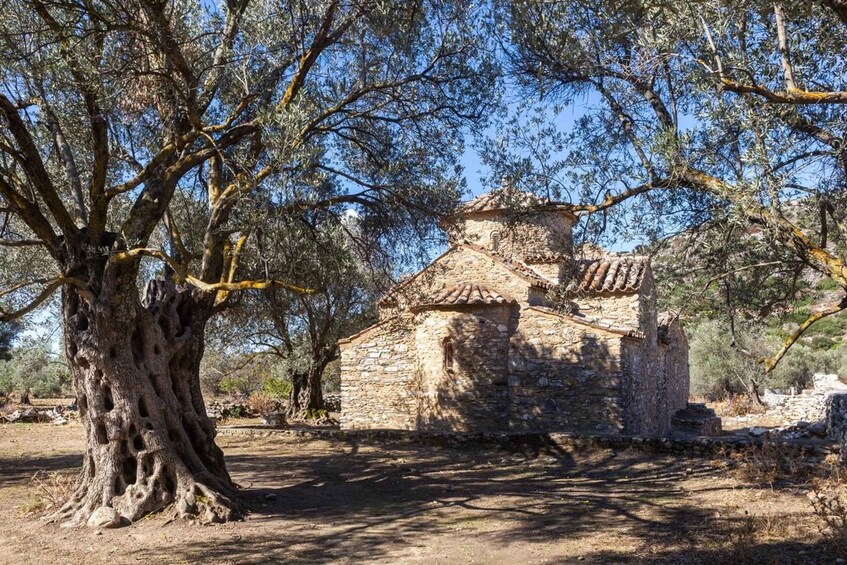 A stone building with a tiled roof, surrounded by olive trees and dry grass. 1