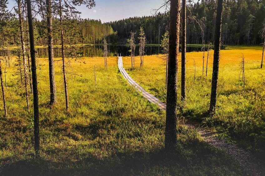 A forested area with a dirt path. 5