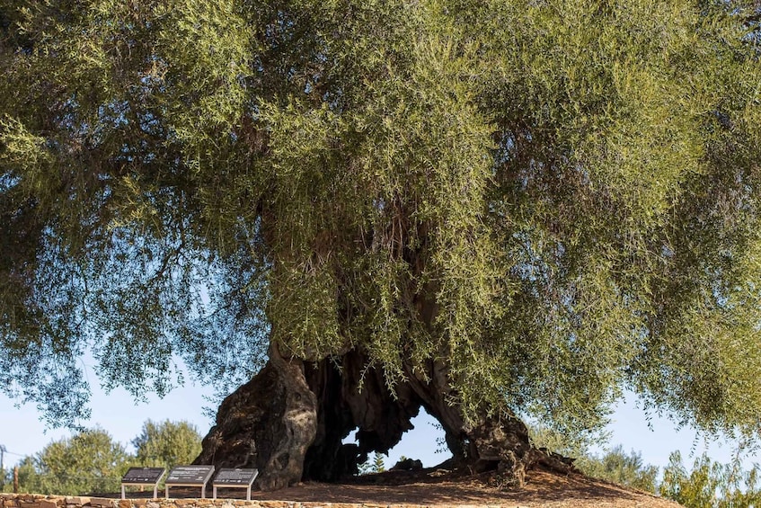 A large tree with a natural arch formation, surrounded by a stone wall and informational signs. 3