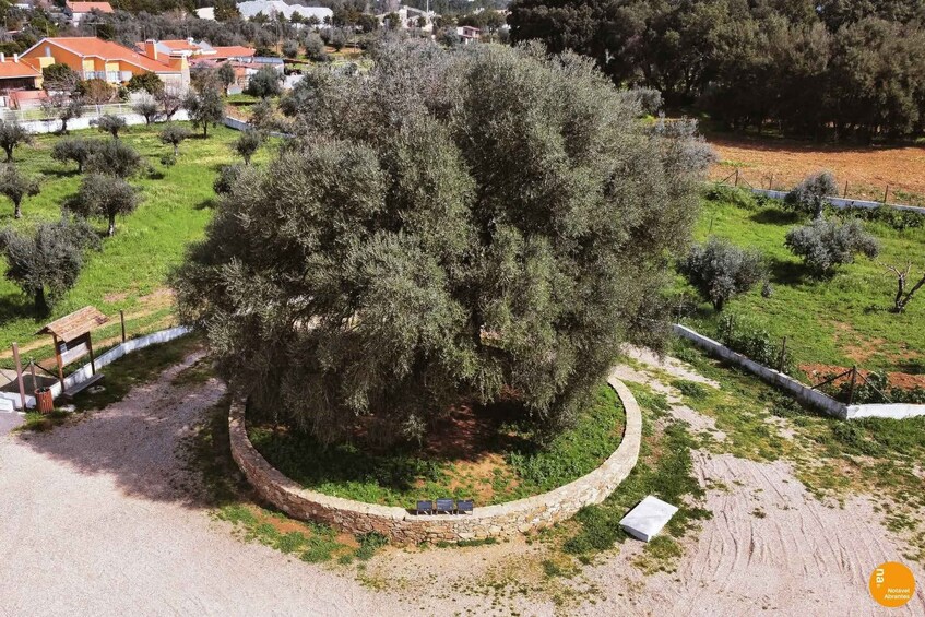 A large olive tree surrounded by a stone wall, with a paved path and a bench nearby. 3