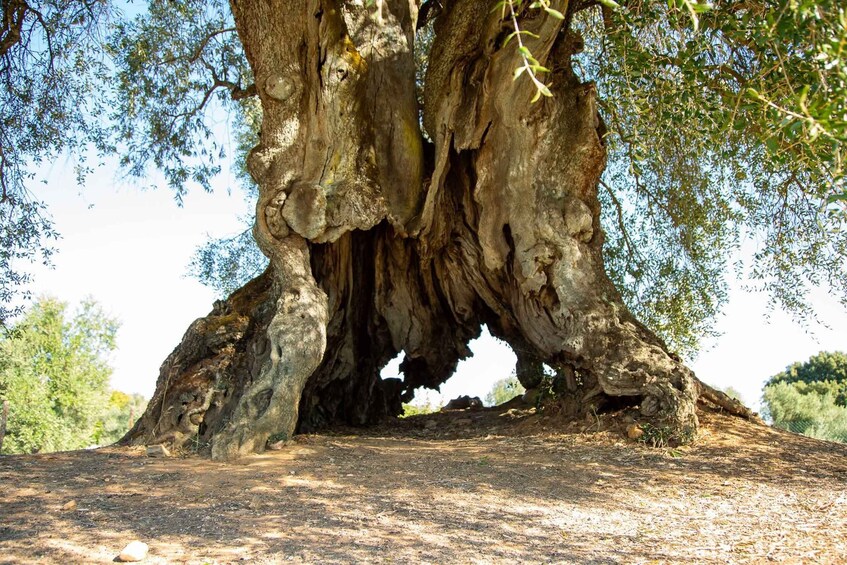 A large tree with a hollow trunk and a dirt ground. 1
