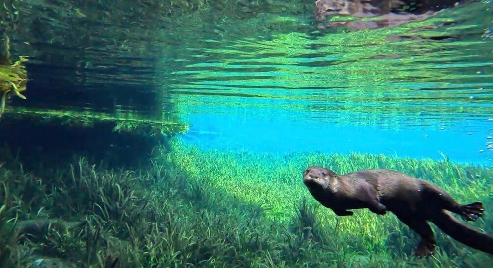 Silver Springs: 4-Hour Self-Guided Kayak Rental 1