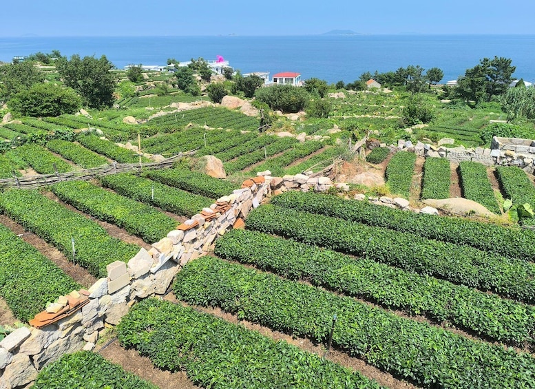 Terraced tea plantations with stone walls and a coastal backdrop. 2