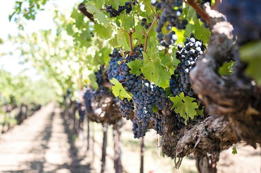 Wine Tasting on the slopes of etna 4