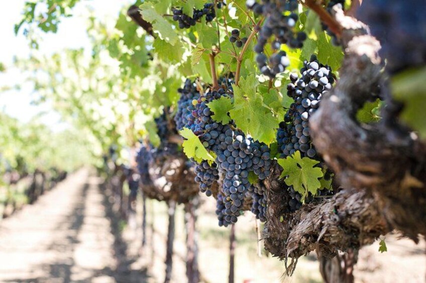 Wine Tasting on the slopes of etna 5