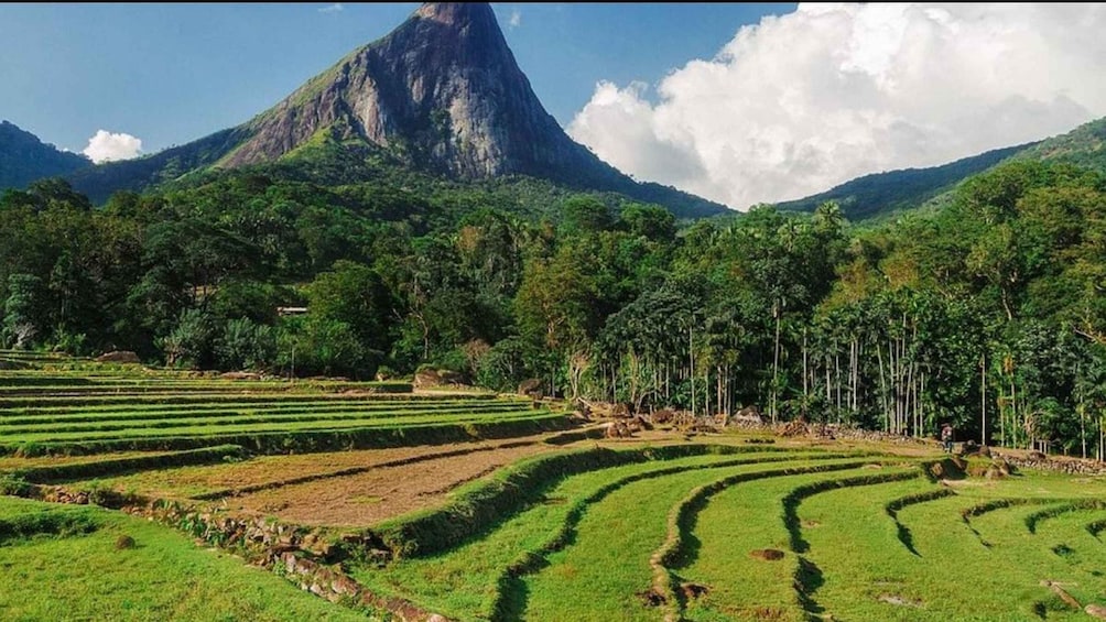Terraced fields, a mountain, and dense forest. 2