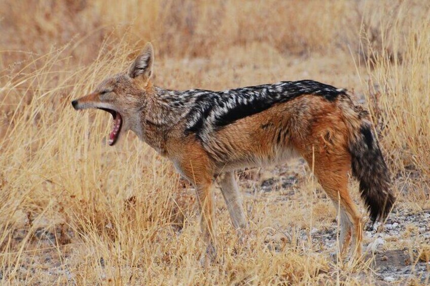 Chobe day trip 5