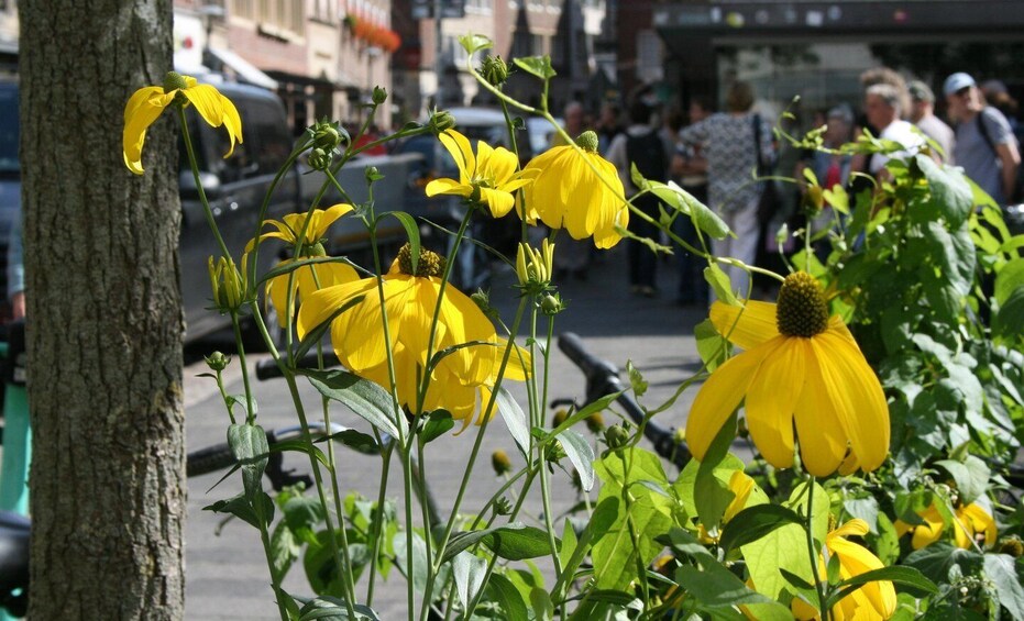 Yellow flowers in full bloom along a city sidewalk. 4