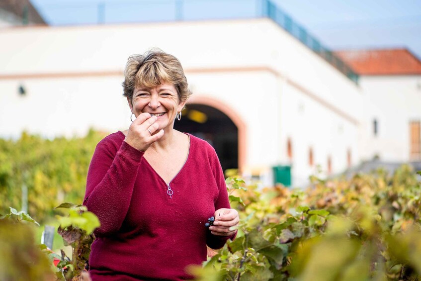 A person in a vineyard with rows of grapevines and a building in the background. 3