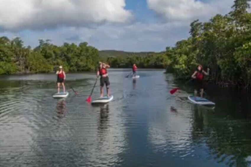 People paddleboarding on a calm river surrounded by trees. 4
