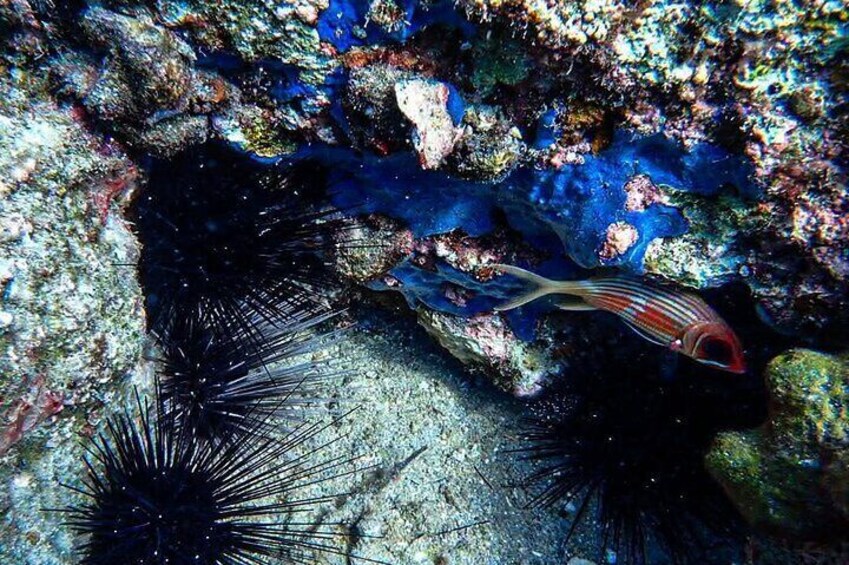 Un poisson nageant près d’un récif corallien, où l’on peut observer des oursins aux épines acérées et un paysage sous-marin rocheux. 4