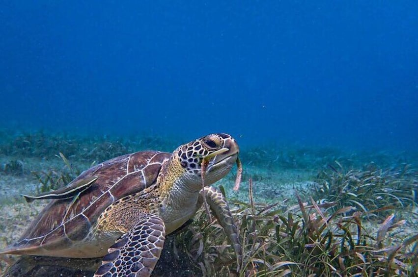 Une tortue de mer à la carapace décorée, reposant sur de la végétation sous-marine. 2