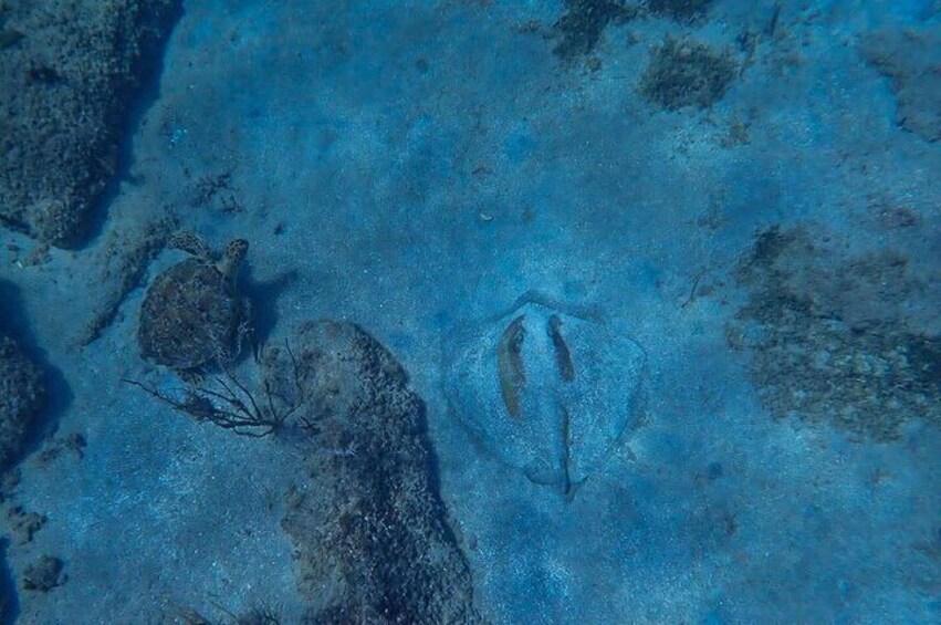 Une scène sous-marine avec une tortue et une méduse sur le fond de l’océan. 3