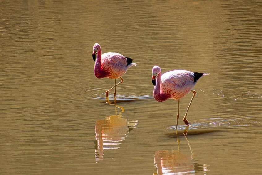 Two flamingos standing in shallow water with reflections. 1
