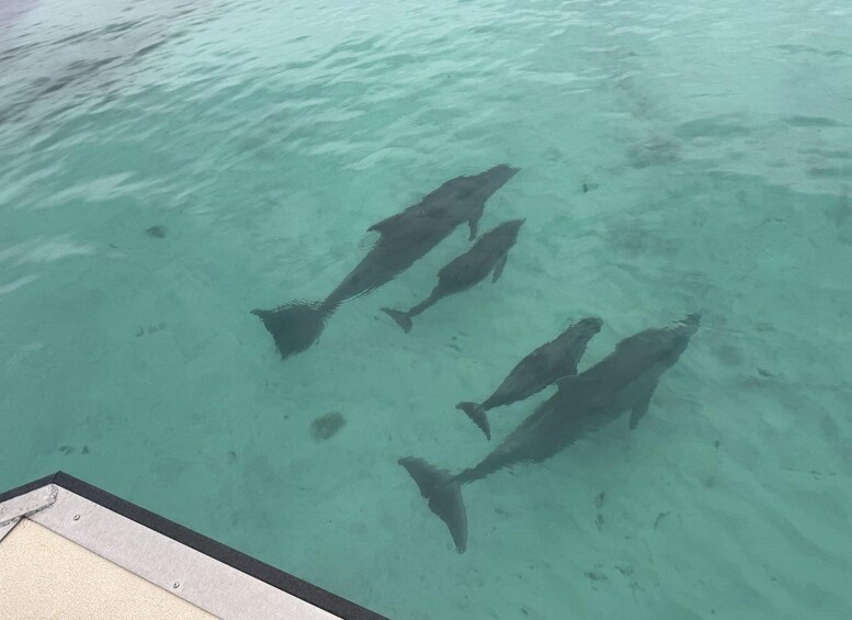 Four large fish swimming in clear turquoise water. 4