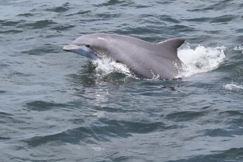 1 Hour Jet Ski Dolphin Experience 2