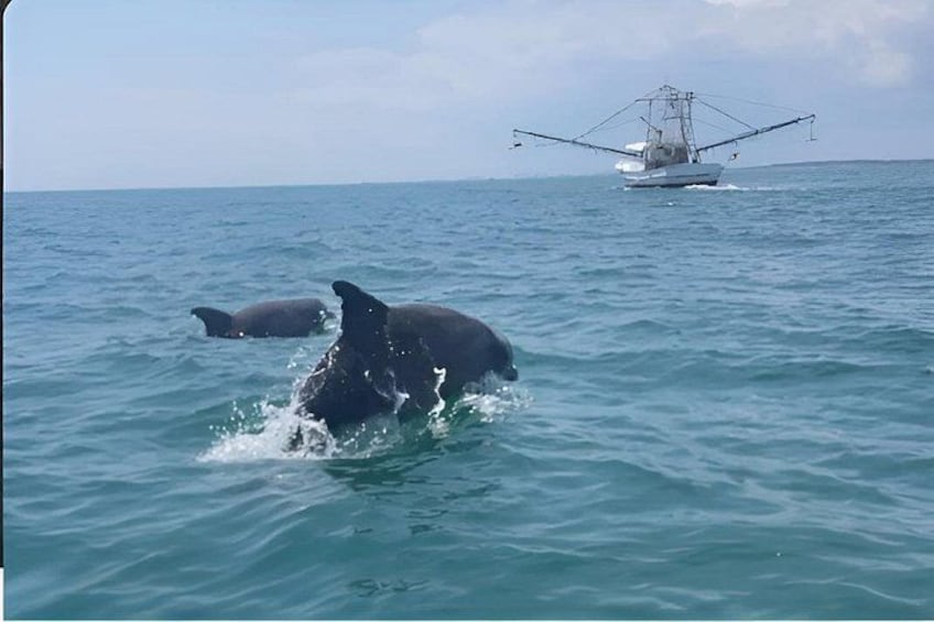 1 Hour Jet Ski Dolphin Experience 3