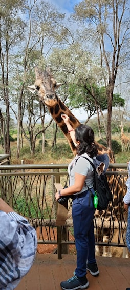 A person feeding a giraffe at a zoo enclosure. 5