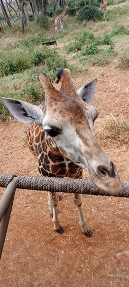 A giraffe standing near a rope barrier in a dry, grassy area with trees in the background. 4
