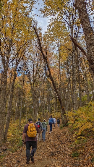 A group of hikers walking on a forest trail surrounded by trees with yellow leaves. 1