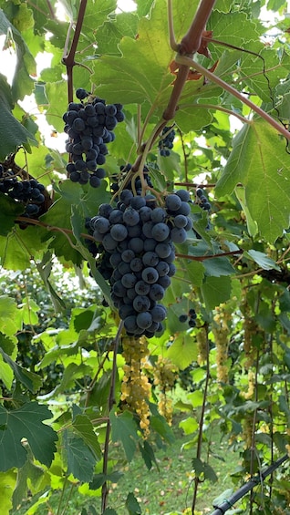 Clusters of dark purple grapes hanging from vine branches amidst lush green leaves. 4