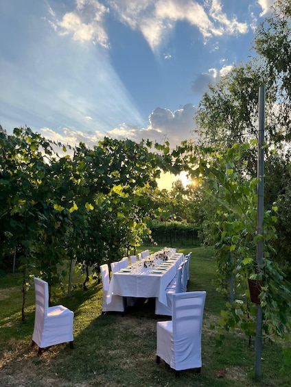 An outdoor dining setup with a table set for a meal, surrounded by chairs, in a vineyard with rows of grapevines and a clear sky. 2