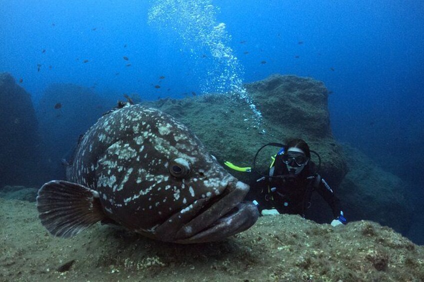 Un subacqueo sott'acqua con un pesce maculato nelle vicinanze. 1