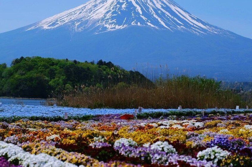 Un campo de flores coloridas frente a una montaña nevada. 2