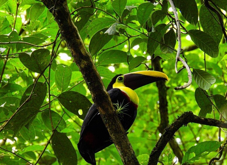 A toucan perched on a tree branch in a lush green forest. 2