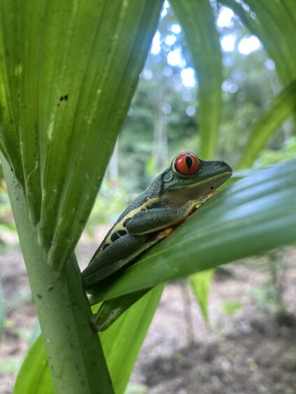 A green frog with red eyes clinging to a plant stem. 5