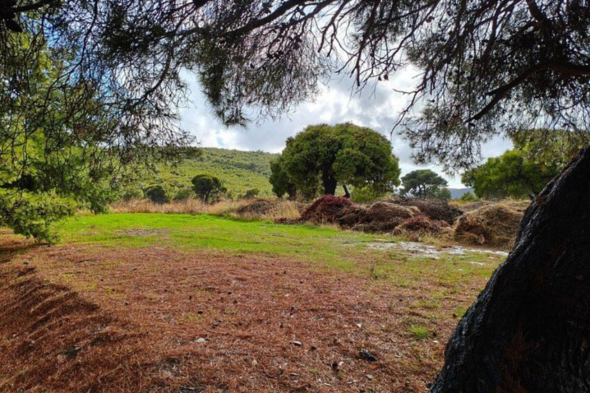 Un paysage rural avec un champ, des arbres et une colline en arrière-plan. 5
