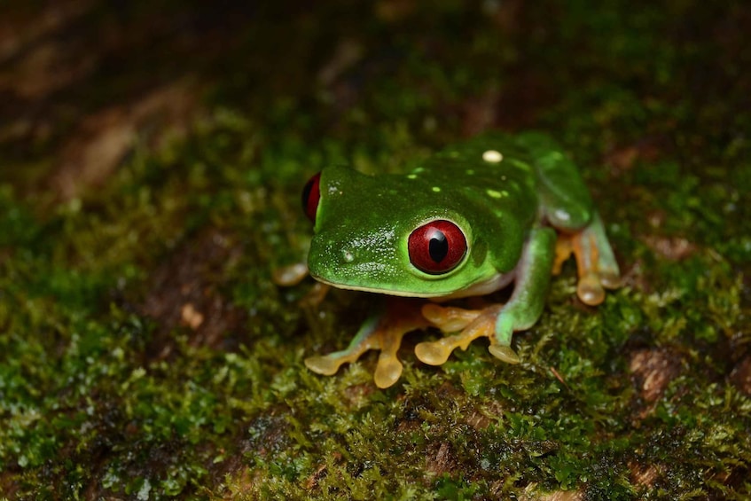 A green frog with red eyes on a mossy surface. 5