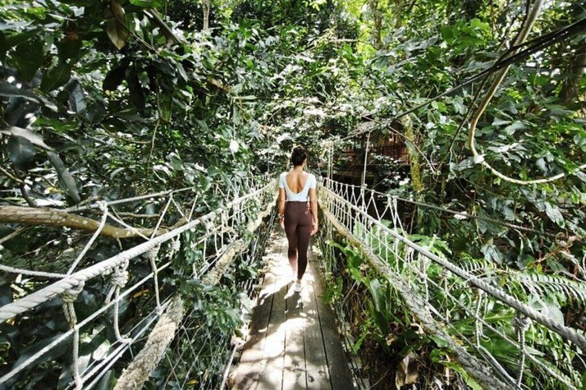 A person walking on a rope bridge surrounded by dense foliage. 2