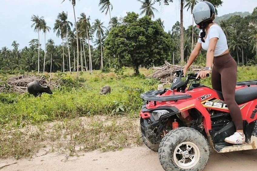 Koh Samui ATV Quad Bike Tour - Jungle Off-Road Adventure 2