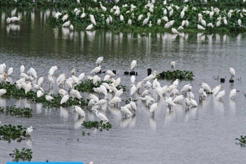 Eine große Vogelschwärme in Feuchtgebiet mit Wasser und grüner Vegetation. 4