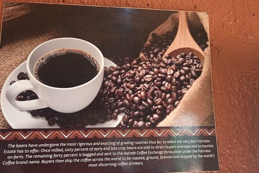 Fairview Coffee Farm Tour and MauMau cave Paradise Lost 3