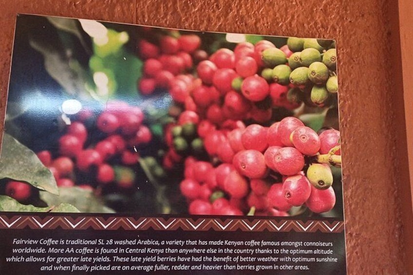 Fairview Coffee Farm Tour and MauMau cave Paradise Lost 4