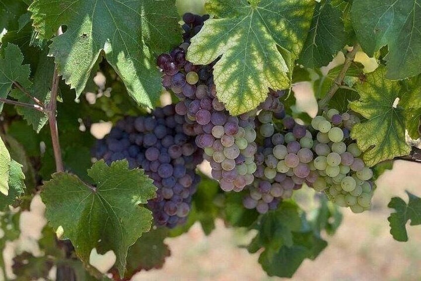 Vesuvius and Pompeii Tour with Lunch and Wine Tasting 2