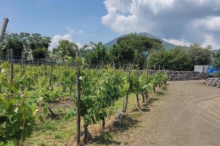 Vesuvius and Pompeii Tour with Lunch and Wine Tasting 3