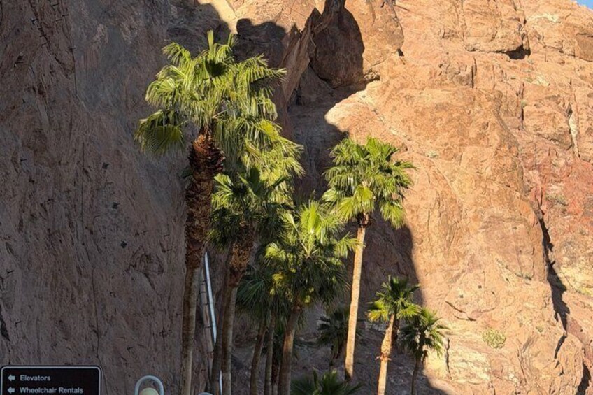 A rocky cliff with palm trees. 4