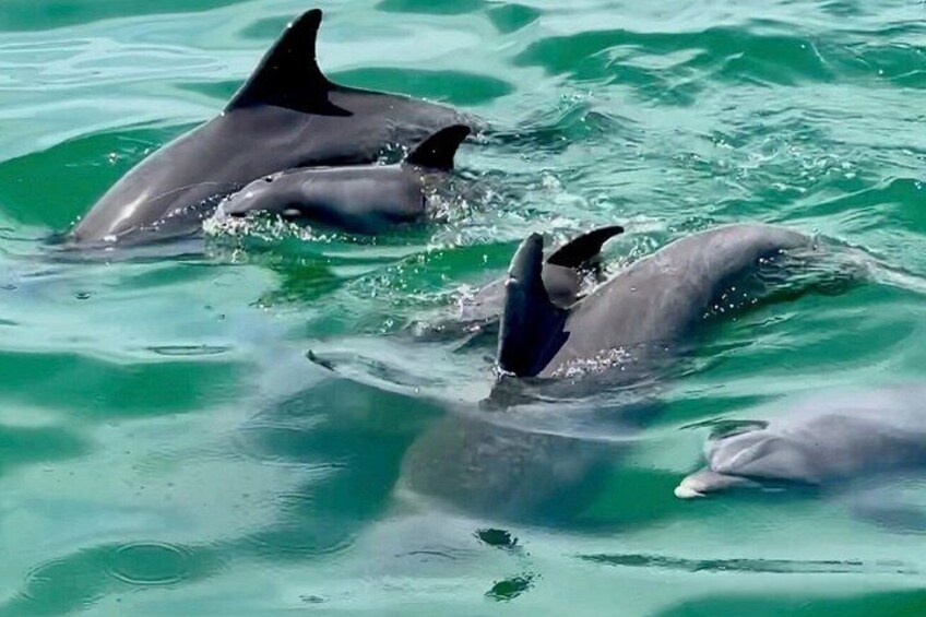 Clearwater Dolphin Kayak Tour and Bird Island Adventure 1