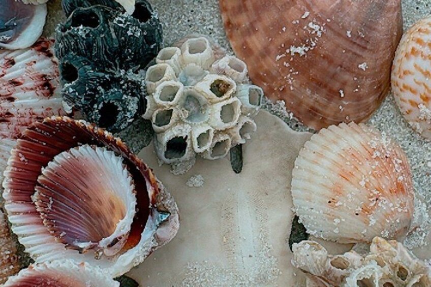 A variety of seashells and coral on a sandy beach. 2
