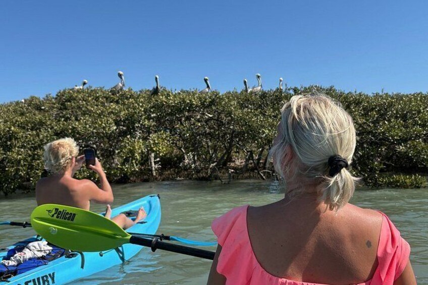 Clearwater Dolphin Kayak Tour and Bird Island Adventure 4