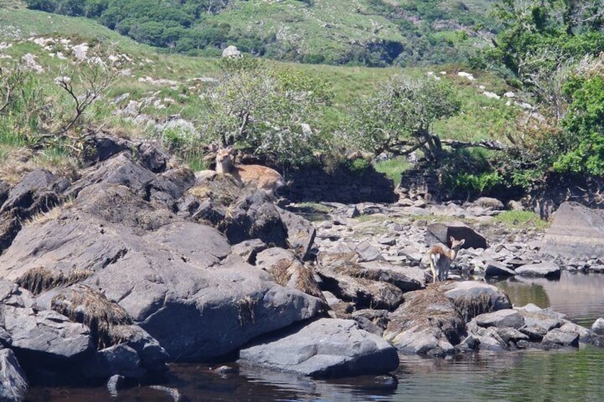 A rocky riverbank with a deer standing near the water. 1