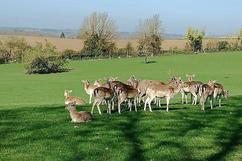 A herd of deer in a grassy field with trees and a fence in the background. 2
