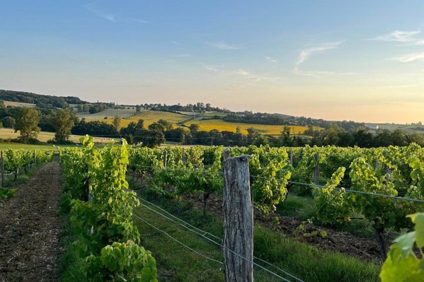 A vineyard with rows of grapevines, a wooden post, and a distant view of rolling hills under a clear sky. 3