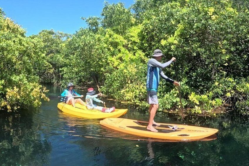The sanctuary an adventure between mangroves 4
