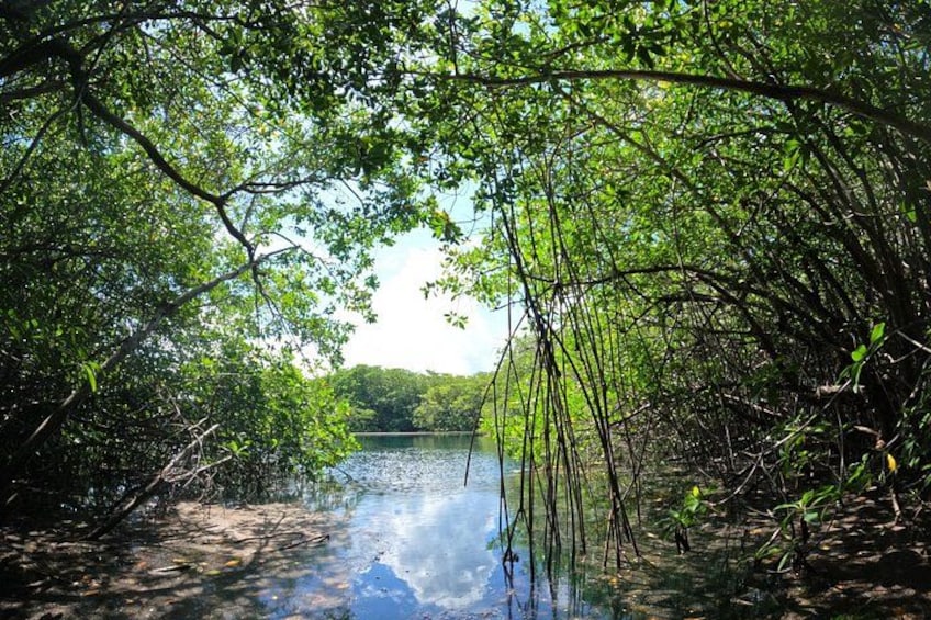 The sanctuary an adventure between mangroves 3